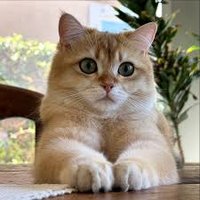 King (@kingckind) 's Twitter Profile