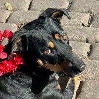 Crunch d’Grace Hopper (@itanogary) 's Twitter Profile