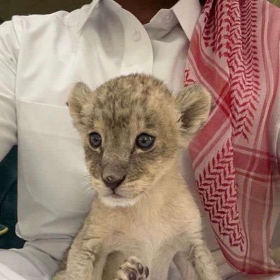 sn82rr's profile picture. يواد قووووووم