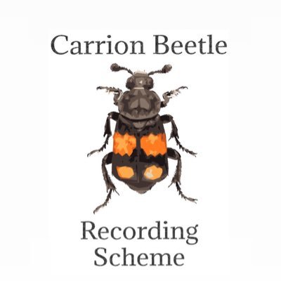 Carrion Beetle Recording Schemeさんのプロフィール画像