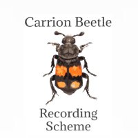 Carrion Beetle Recording Scheme (@silphidaeuk) Twitter profile photo