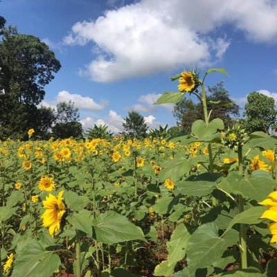 kimutaiCK's profile picture. ..fintech marketing and the farm, mostly.