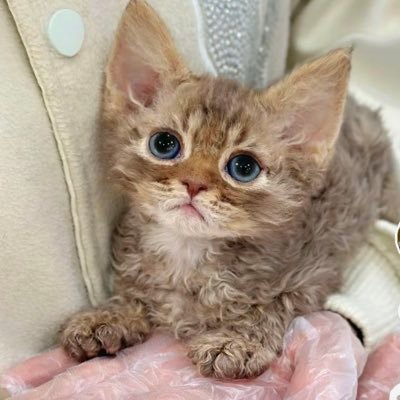 w3172486724793's profile picture. 來自中國的一家德文卷毛貓舍  隨緣更新毛孩子~