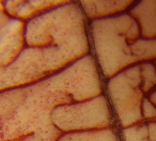 edgeofthemind's profile picture. edgeofthemind is a blog designed and maintained by a team of science journalists concerned with issues around mental health, specifically depression.