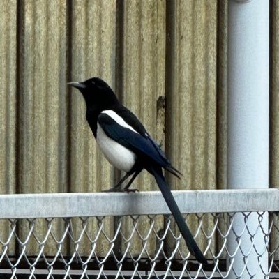 TL185_'s profile picture. 自由な車寅次郎に憧れてます 趣味は読書や神社巡りやホテルの泊まり歩き