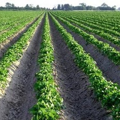 OCesnoka40480's profile picture. 