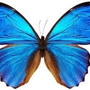 TweetNinj's profile picture. 