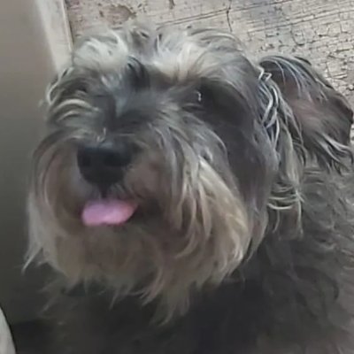 Dinorex23's profile picture. (She/her)I have no problem using (He/him)(My old user name is rexjadis🦖Hello! degree in animation,im LGBTQ,I like Yaoi and Mpreg.🔞DONT MINORS🔞(NSFW)content