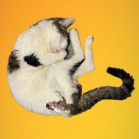 Aki_ππΎπͺγγ«γγπποΈ (@a_k_1_chat) 's Twitter Profile