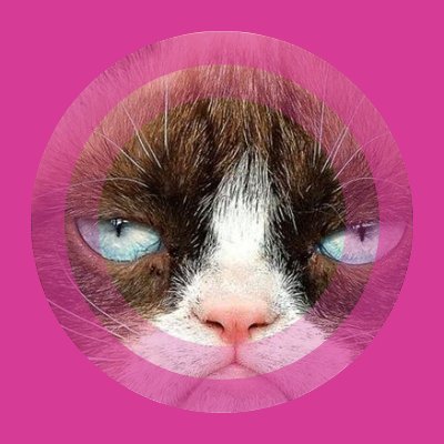 mahmodelghazal's profile picture. 