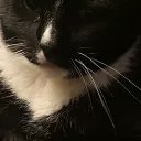 ChaseHq20497's profile picture. cook420