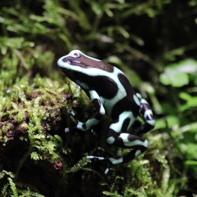 Bloodpython5976's profile picture. 