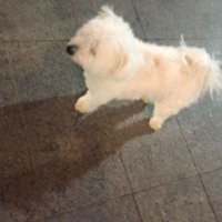 العم ليو | leo master (@a3mk3m) 's Twitter Profile