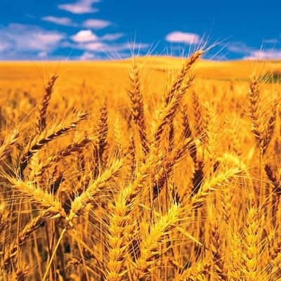 Pakistani🇵🇰|PhD Plant Genetics|Wheat Reproductive Biology