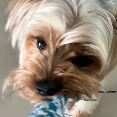 shrekhaskoolaid's profile picture. 