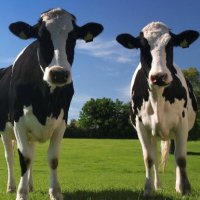Two Cows Filing Their Income Taxes Together (@twotaxes) 's Twitter Profile Photo Two Cows Filing Their Income Taxes Together (@twotaxes) 's Twitter Profile Photo