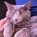 Sofacat (@thesofacat) Twitter profile photo Sofacat (@thesofacat) Twitter profile photo
