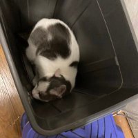 みー＆こはる (@w3qt3ynewdj5div) 's Twitter Profile