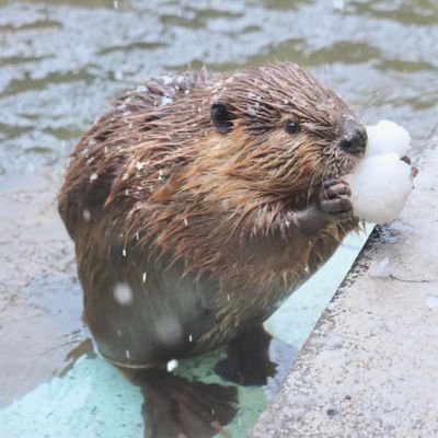 beer_umai39's profile picture. 