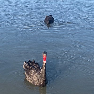 ElizaMGrey's profile picture. Human Factors & Sociotechnical systems. PhD candidate. Life, history, politics, science, books & stuff. All my own views. Living on Bunurong country.