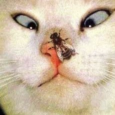 sauder_joh65044's profile picture. Shmooreport@gmailcom
