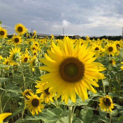 yu_can31's profile picture. 2024年夏〜カナダワーホリ🇨🇦 情報交換とかできたらなと思ってアカウント作ってみました!よろしくお願いします