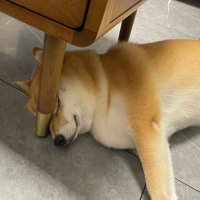 yuri (@luna_yurisky) Twitter profile photo
