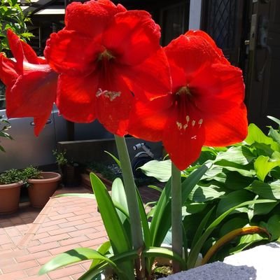 norichan328's profile picture. 大阪府枚方市在住
55歳の時に60歳の夫を病で亡くしました。その後
地区女性部長を7年、現在は自身の病で手術したので活動は、体調をみながらです
6月15日の「声の欄」に掲載していただきました。