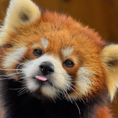 OnSphinx's profile picture. 