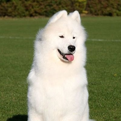 Samoo