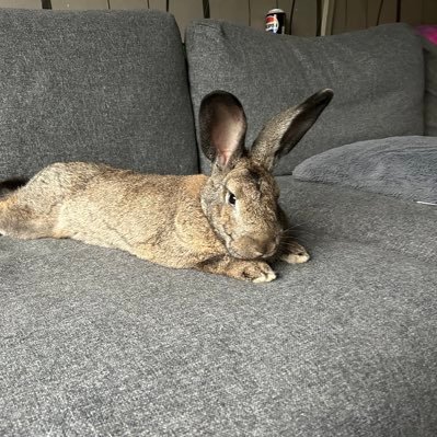 NQSW23's profile picture. NQSW. Child Protection Social Worker. Mother. Step-Mother. Wife. She/Her. Rescue Dog Mum #AdoptDontShop