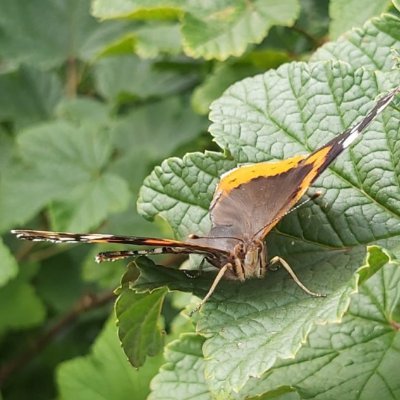 Wild things in and around Hull and East Yorkshire