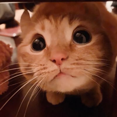 10C46591014's profile picture. 20↑成人済み。語彙力が無いので基本こっそりいいねを押すだけ🥹無言フォロー失礼します。文スト🎩激推し、太中固定リバ❌地雷は自衛済み( •̀∀︎•́ )FF14グラハ激推し、宝石商シリーズ♡