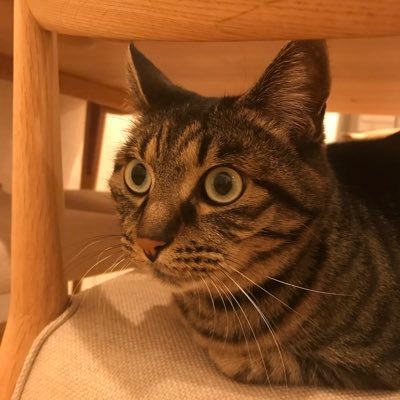 kumaryo_non's profile picture. 猫と車。特に愛知県一宮市の猫かふぇねこぱんちさんが大好きです。レクサスLBX Relaxに乗っています。猫はのんちゃんとルルちゃんがお空へ、今はホープ（保護して4年）と過ごしています。以前、名古屋に住んでいました。投資銀行勤務。