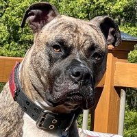 JÆCK, Loki’s Dad - RIP bud… 😢 (@northlandjack) 's Twitter Profile Photo JÆCK, Loki’s Dad - RIP bud… 😢 (@northlandjack) 's Twitter Profile Photo