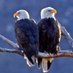 Freedom 🇺🇲 🦅 (@hip97_) Twitter profile photo Freedom 🇺🇲 🦅 (@hip97_) Twitter profile photo