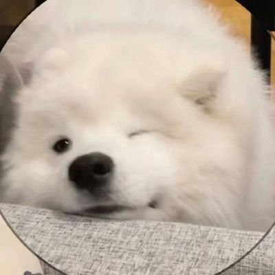 mango_mgdf's profile picture. 无授权🚫all 引用请标源
weibo:@芒果大福泥