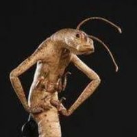 MinhocaDoMIB (@mib_worm) 's Twitter Profile