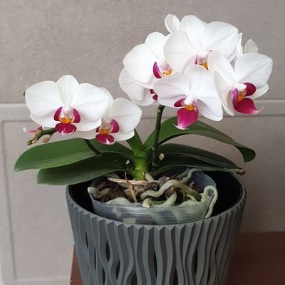 tatianacruz37's profile picture. 