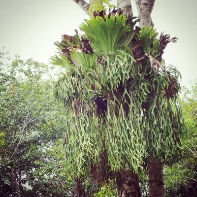 スマトラ島とサイタマに住んでるジメジメ系の人。熱帯植物の現地画像と現地動画なら任かせなさーい。採集した草がADAさんやトロピカさんに採用されるも利益は1500円がネタ。
仕事場
https://t.co/cdzymy1IqE
インスタ
https://t.co/CrHWTAAQgq
