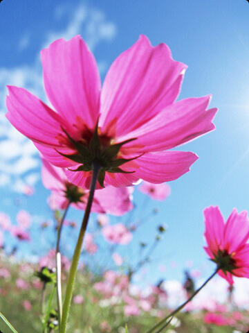 kelys_rojas's profile picture. Creo en Jehova Dios! agradecida con El mismo, por sus infinitas bendiciones y acciones para alimentar mi vida y aprender de  mis  propias experiencias!