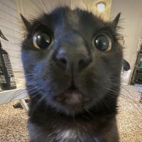 meg (@dundundunki) 's Twitter Profile