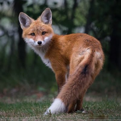 booksteacats9's profile picture. 