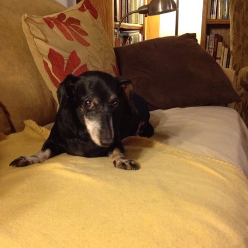 IsleyCraig's profile picture. Into healthy nutrition and organic food, love cooking. Like long walks, nature and being outdoors. Dog lover, especially Dachshunds!