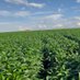 Soybean Pathology Research in Africa(SoPRA) (@soyafricare) Twitter profile photo Soybean Pathology Research in Africa(SoPRA) (@soyafricare) Twitter profile photo