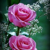 وضحه🦋 (@wh_2802) 's Twitter Profile