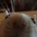 Swelly (@sweletonbud) Twitter profile photo Swelly (@sweletonbud) Twitter profile photo