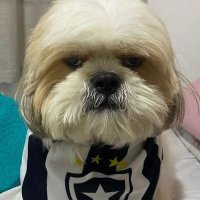 cazé campeão da libertadores (@bot4f0g0b0z0) 's Twitter Profile