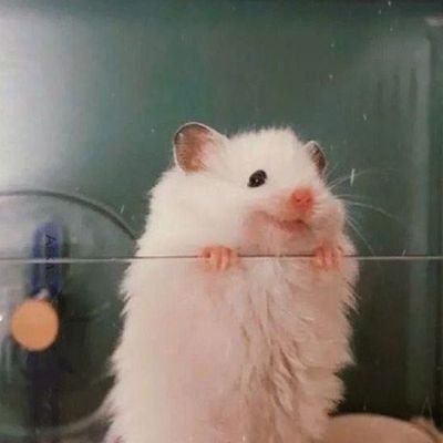 Reyhan8021's profile picture. 