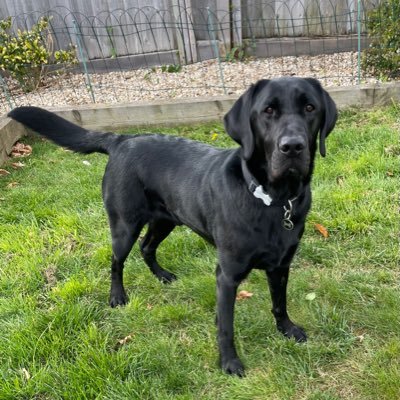 LuckyBobC's profile picture. bobc.753@bsky.social